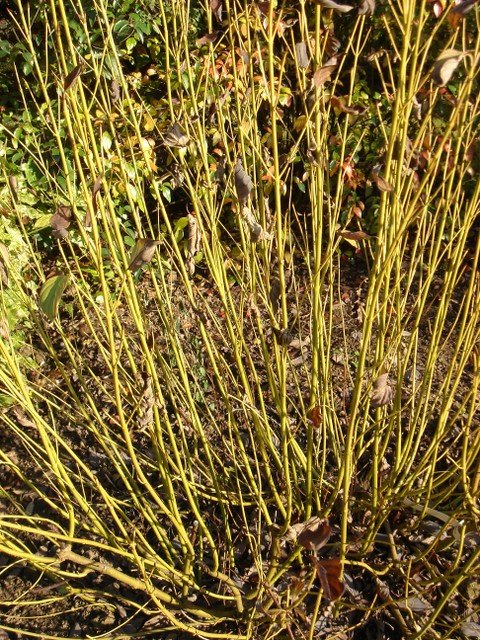 Cornus stolonifera 'Flariramea'
